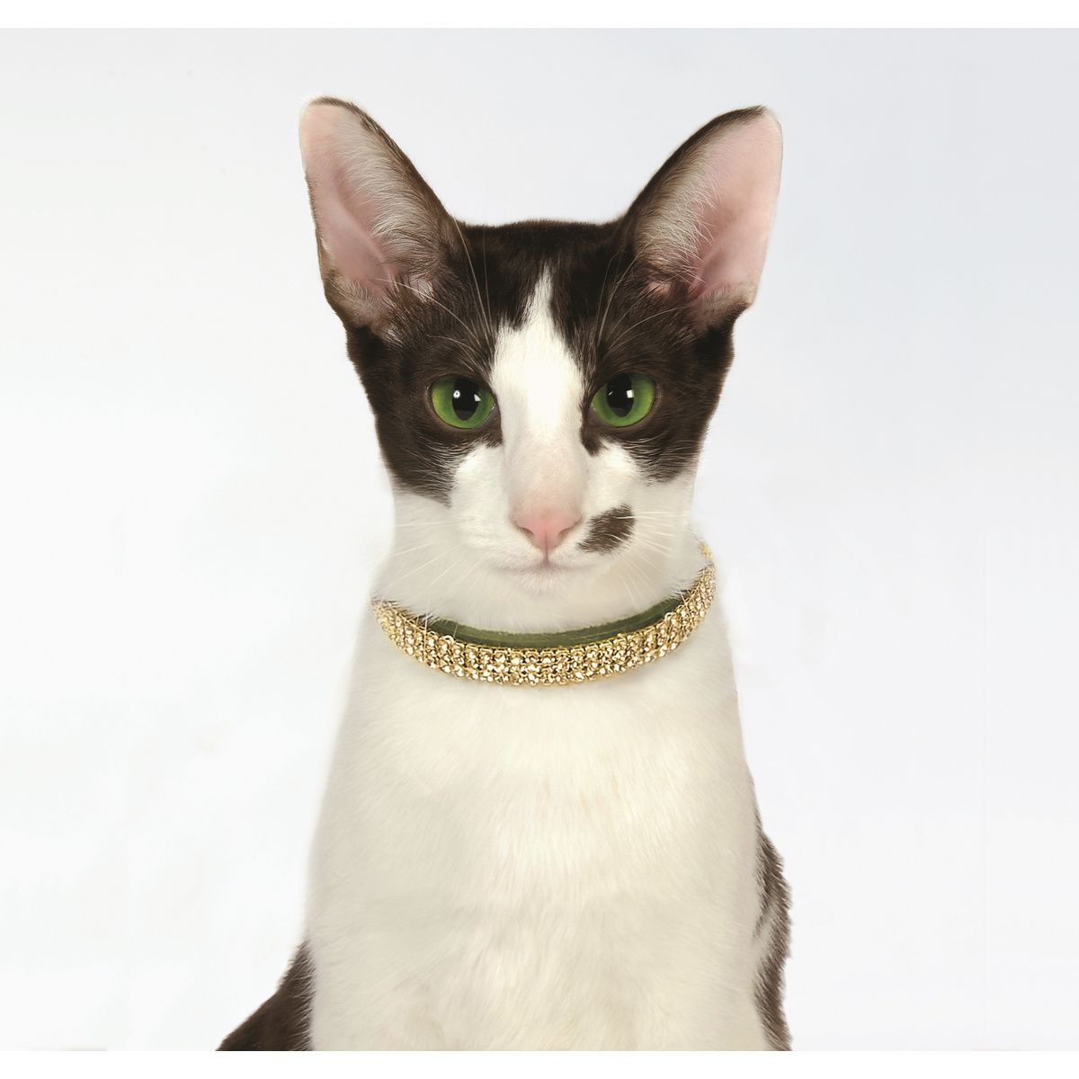 Collier Chat Cristal Princesse Cuir Bobby Accessoires Pour Chien Et Chat Colliers Manteaux Pulls